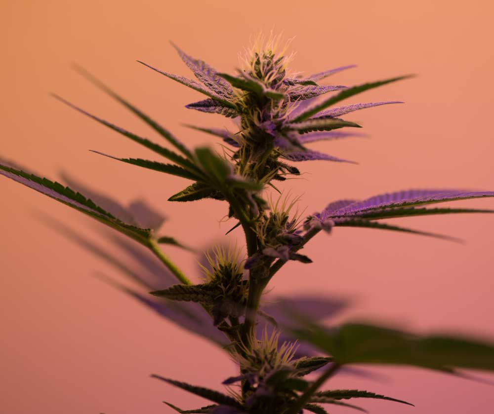 Le CBD aide à soulager les syndromes prémenstruels