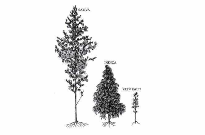 schema types de varietes de cannabis sativa indica ruderalis